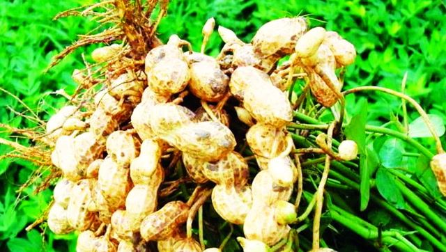 别不信!花生亩产1500斤,别人为什么能产这么多?