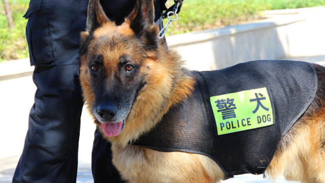 警犬这样的撒娇卖萌的,警察蜀黍都无奈了