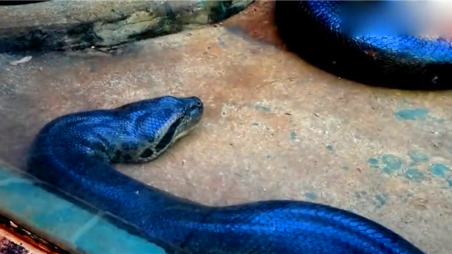 刚进食完的蓝色巨蟒,还真有这么罕见的蛇!