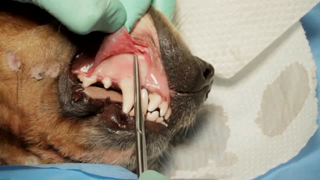 狗狗上颌拔牙