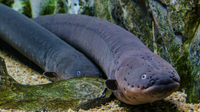 亚马逊河流里这鱼体长可达两米 会释放500伏电压