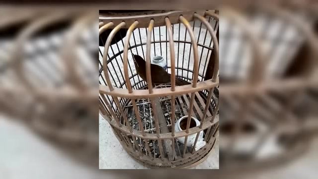 大家来猜一猜,这只鸟是什么品种哦!有人知道吗
