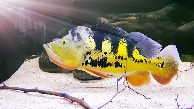 031丨三分钟,实拍产卵中的皇冠三间鱼,很漂亮的热带鱼,值得一看