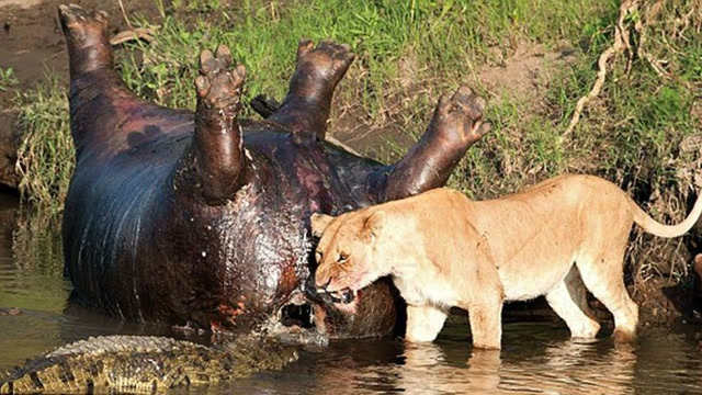 狮子看到死河马尸体就上去开吃,宊然河马发出死亡的最后攻击!