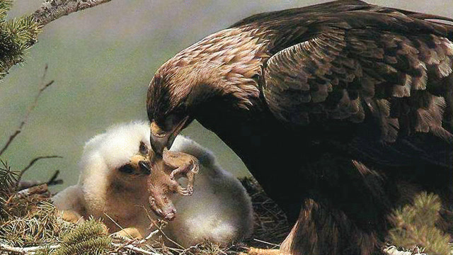 金雕幼崽胃口奇大,两条大鱼都没喂饱她们