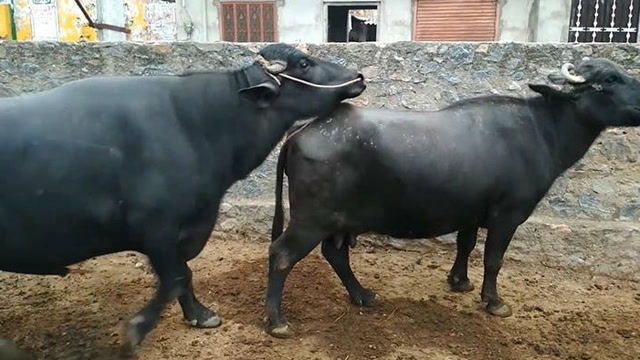 实拍两头印度水牛寻找另一半叫声有点滑稽
