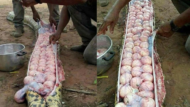 男子捕获巨蟒剖开肚子,里面的东西让人头皮发麻!