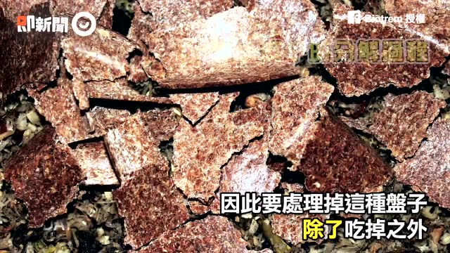 可以直接吃掉的盘子，真正零垃圾