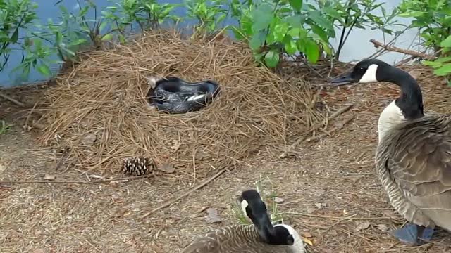 大雁看着毒蛇在自己的窝想偷蛋吃,不敢靠近