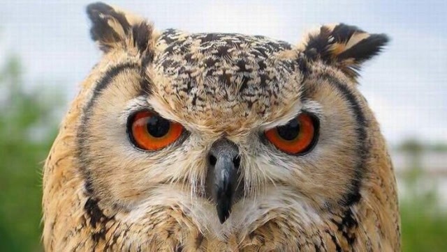 大眼萌物猫头鹰180度扭头耍酷卖萌,实在太可爱了!