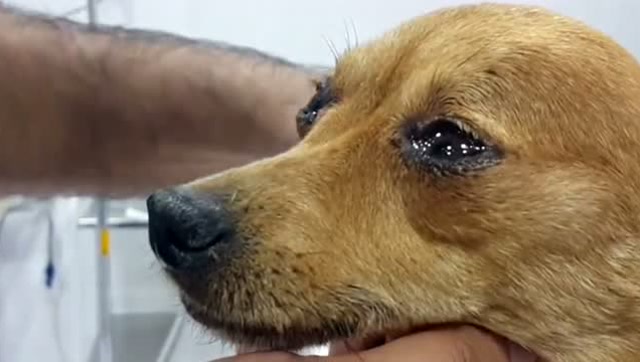 狗狗受了多大的委屈啊,它才能伤心哭成这样