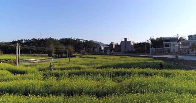 凤安镇仁里油菜花