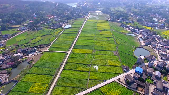 湘乡市龙洞镇龙洞村油菜花海航拍