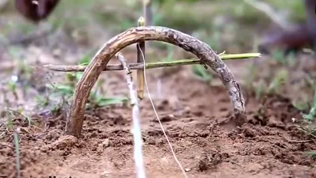 自制捉鸟机关,每次都能捉到鸟?