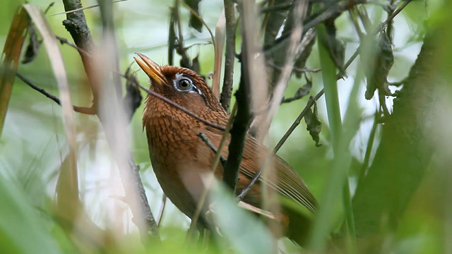 躲在林子里的野生金画眉,叫声非常好听