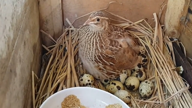 养了一窝鹌鹑,孵化出了自己的小宝宝