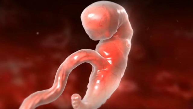 十月怀胎,胎宝宝是如何在妈妈肚子里一天天长大?感动生命的历程!