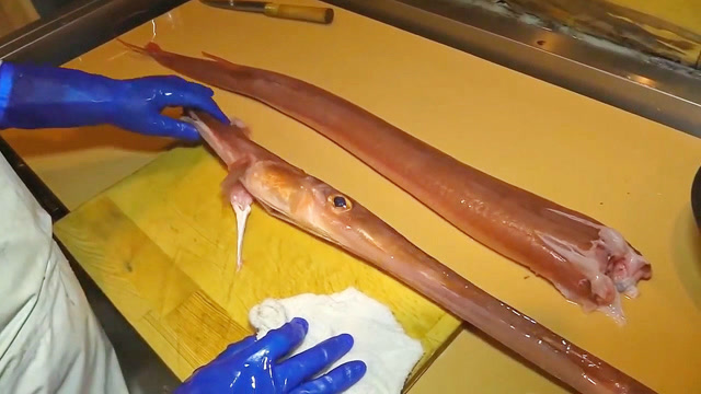 鳞烟管鱼生吃,这种鱼肉刺身不是一般地方就能吃到