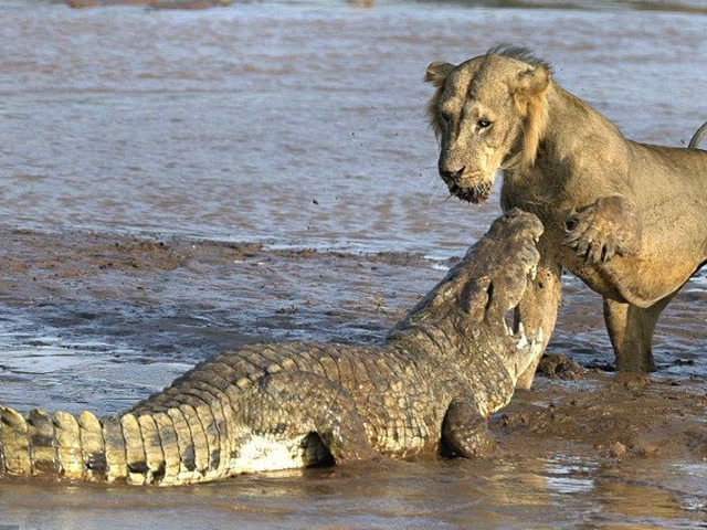 非洲雄狮大战鳄鱼群,场面无比混乱,镜头记录下全过程!