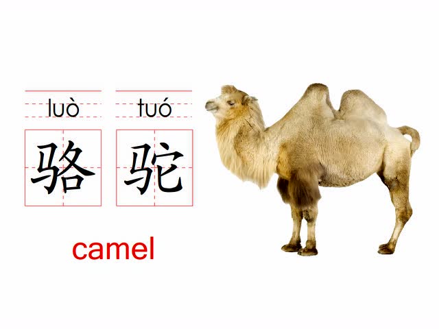 骆驼-识字卡