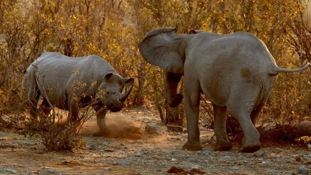 犀牛挑战大象,张开大嘴欲吞下大象头部