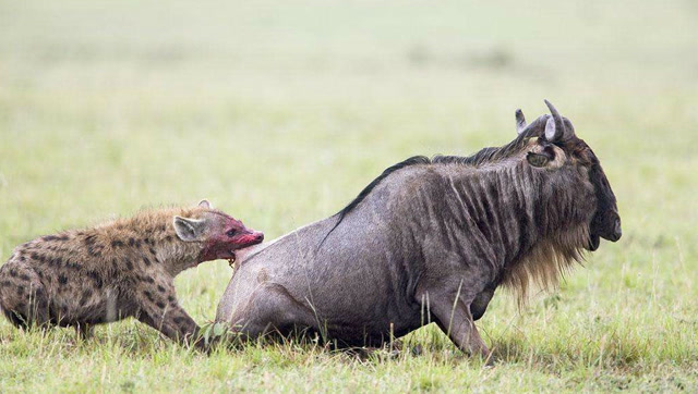鬣狗捕食角马,旁边一群角马都不敢上前,是掏二哥霸气?