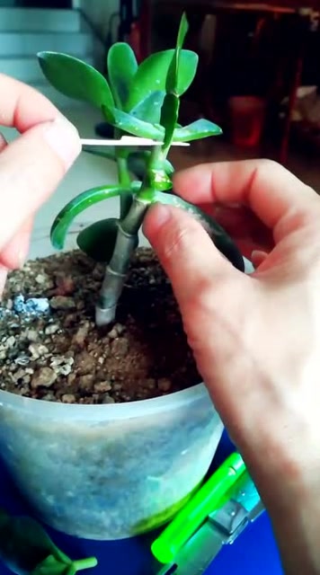玉树嫁接蟹爪兰小技巧,教你怎么做,非常简单
