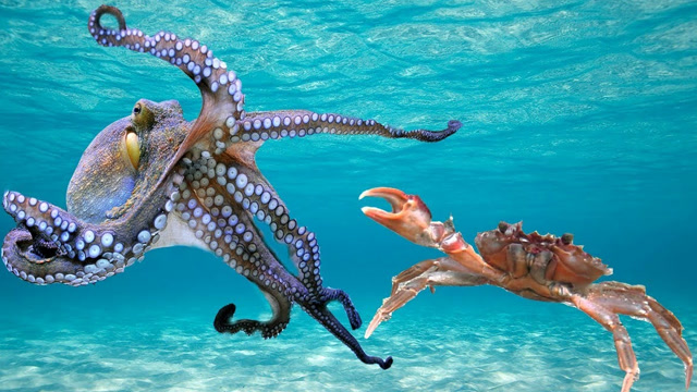 章鱼捕食螃蟹宝宝,8只魔爪伸了出去,下一秒螃蟹悲剧了!