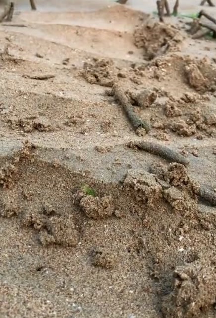 海边又长出来千万根沙蚕管!密密麻麻的 这个可要实时清理啊!