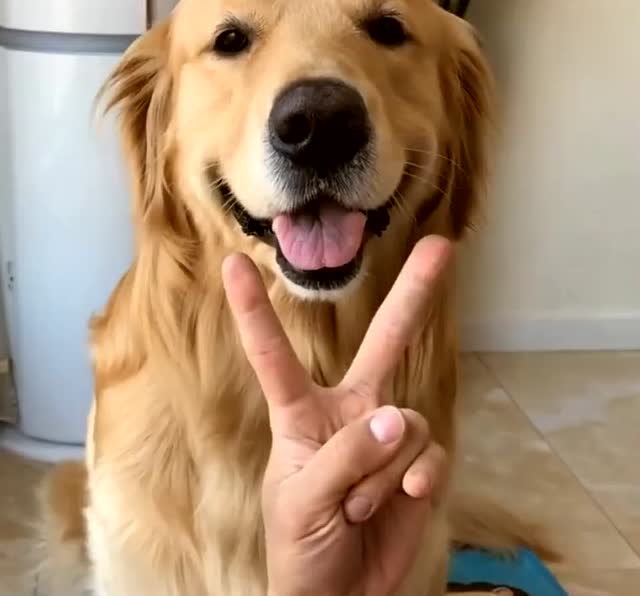 金毛蛋黄的捧脸杀,蛋黄一脸可爱,全世界我最萌的样子