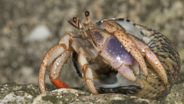 没壳的寄居蟹,用玻璃瓶代替,真是太逗了!
