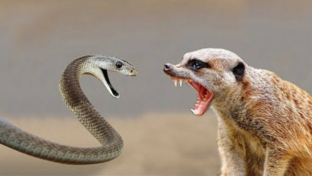 猫鼬捕杀眼镜蛇,镜头拍下打斗瞬间,超精彩!