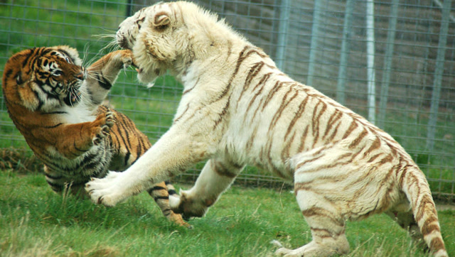 狮虎兽大战老虎,老虎打得过它吗?真是难得一见!