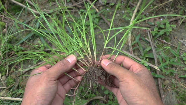 草药植物《水蜈蚣》,请大家不要无视它,好好记住它就是了
