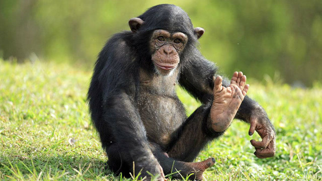 调皮可爱的黑猩猩搞笑视频锦集,太能搞怪了