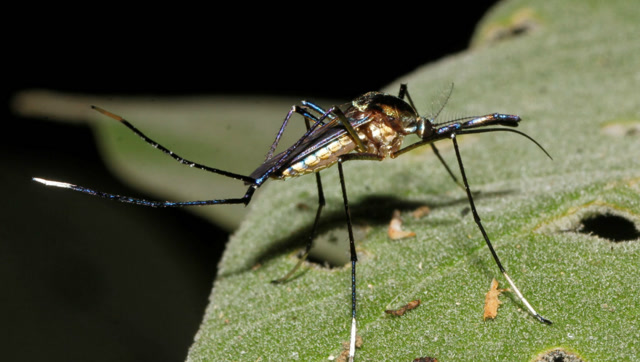世界上最大的蚊子,远古巨蚊长度达到40cm,专家:幸亏灭绝了!