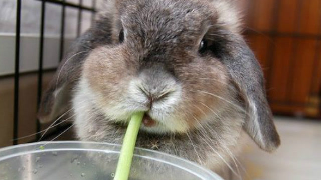 兔子吃东西很魔性,根本停不下来,真的太治愈了!