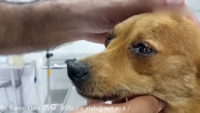 一只因情绪激动而哭泣的狗狗,两眼泪汪汪好心疼