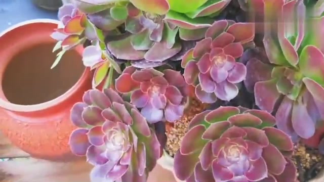 云南极品多肉植物:邵羞法师群生老桩,叶型很像花!