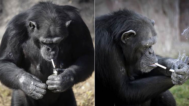 黑猩猩这抽烟姿势,直接秒杀了多少烟龄二十年的老烟民啊!