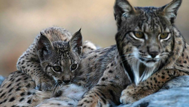 "神秘大猫"西班牙猞猁,雪地中捕食雪兔,镜头拍下激烈场面!