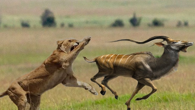 狮子捕食羚羊,羚羊拼命反击,最后结局让人心酸
