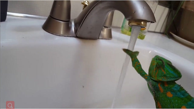 变色龙碰到水会变透明吗?当它碰到水的一瞬间,网友:是在逗我吗