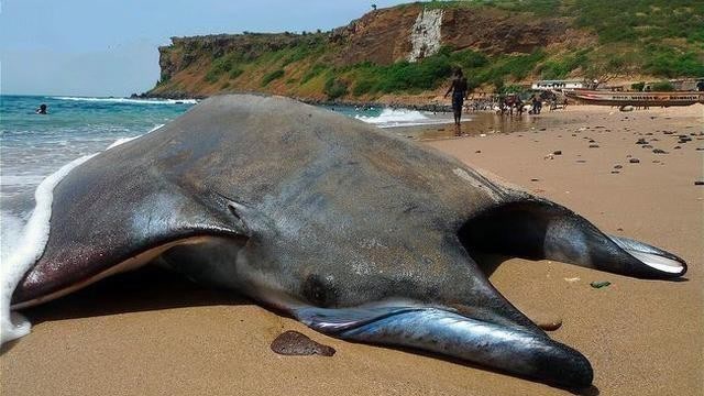 智利海滩发现神秘生物, 调查得知这是"魔鬼鱼"不禁令人惋惜不已
