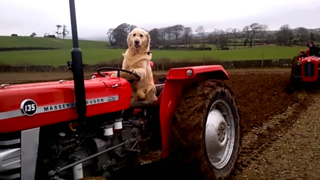 宠物狗开拖拉机犁地,国外拖拉机太好操作还是宠物狗进化太快?