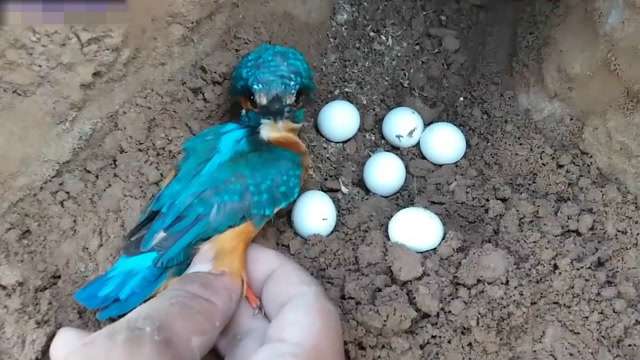 小伙子捣腾翠鸟的巢穴,却意外的发现几枚小鸟蛋,良心发现放回去了