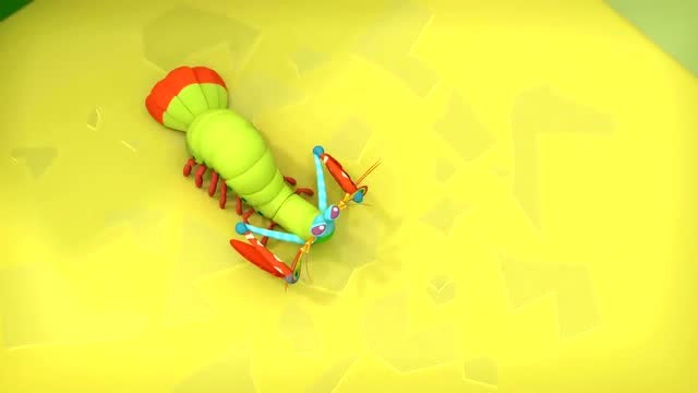 海底小纵队:两只螳螂虾竟然把水箱给打破了,还打起架来了