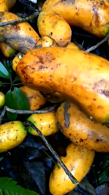 韶关三大野果,你们吃过几种.