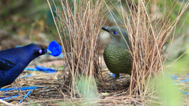 动物界最浪漫求偶方式,园丁鸟建造精美巢穴,搜集花朵和精致装饰