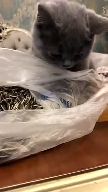 这喵星人是成精了吧!爱嗑瓜子就算了,竟然还会吐瓜子壳